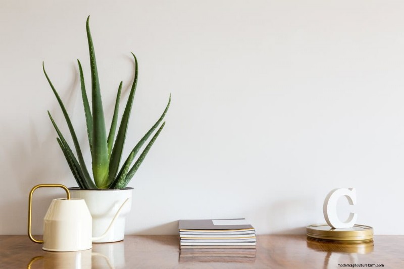 Winter Care for Succulents: 12 Expert Tips for Thriving Plants