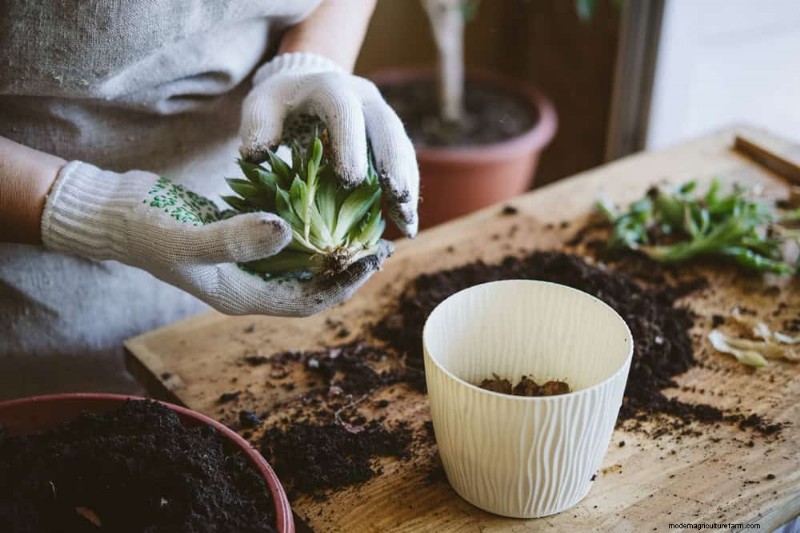 Winter Care for Succulents: 12 Expert Tips for Thriving Plants