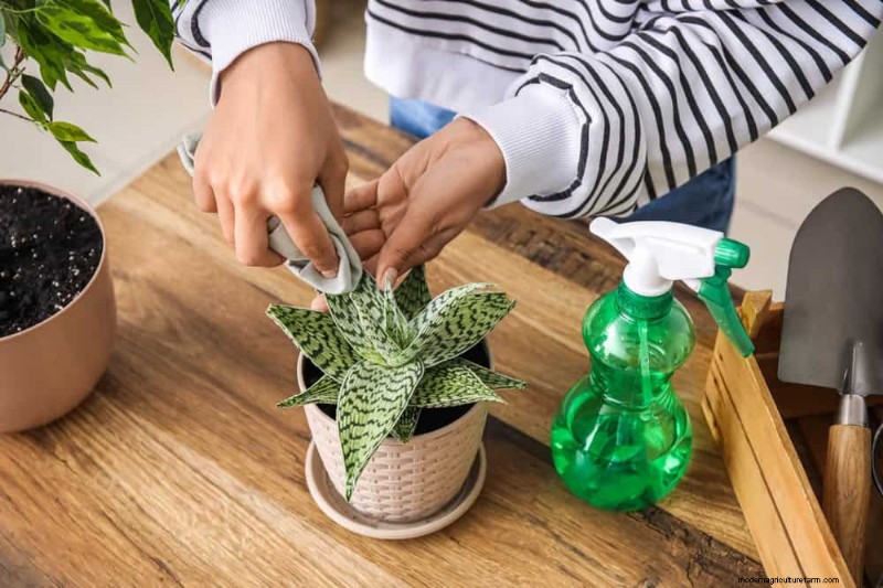 Winter Care for Succulents: 12 Expert Tips for Thriving Plants