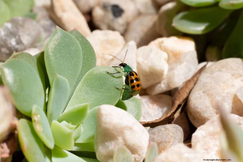 Winter Care for Succulents: 12 Expert Tips for Thriving Plants