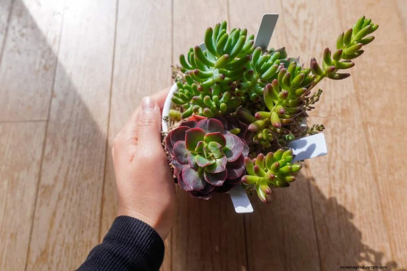 Winter Care for Succulents: 12 Expert Tips for Thriving Plants