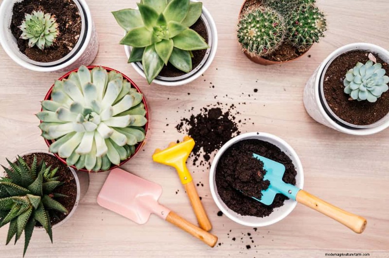 Winter Care for Succulents: 12 Expert Tips for Thriving Plants