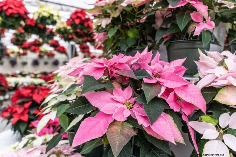 Poinsettia Display Secrets: Designer Tips for Festive Decor