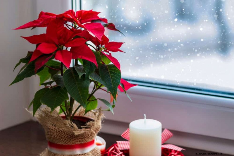 Poinsettia Display Secrets: Designer Tips for Festive Decor