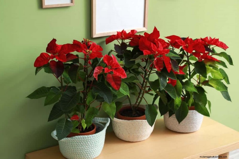Poinsettia Display Secrets: Designer Tips for Festive Decor