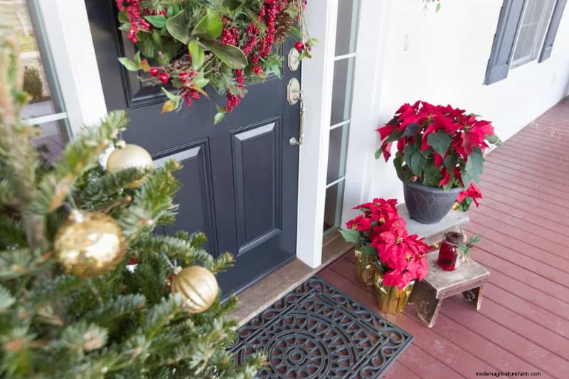 Poinsettia Display Secrets: Designer Tips for Festive Decor