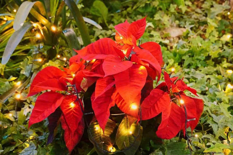Poinsettia Display Secrets: Designer Tips for Festive Decor