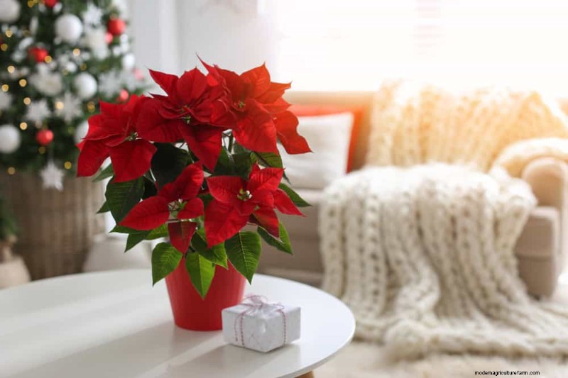 Poinsettia Display Secrets: Designer Tips for Festive Decor
