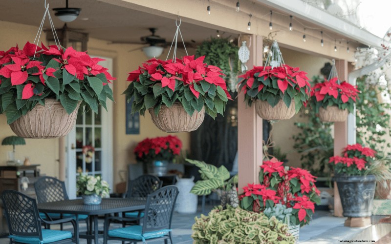 Poinsettia Display Secrets: Designer Tips for Festive Decor