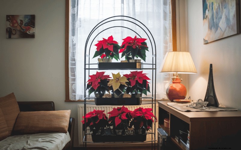 Poinsettia Display Secrets: Designer Tips for Festive Decor