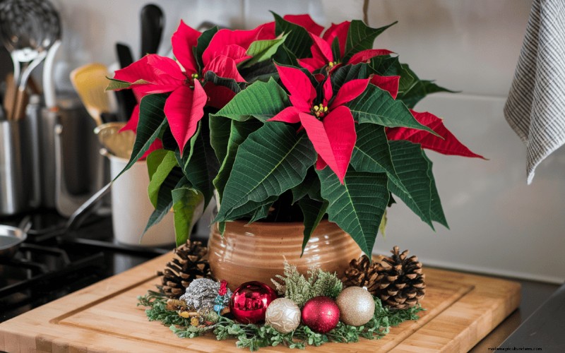Poinsettia Display Secrets: Designer Tips for Festive Decor