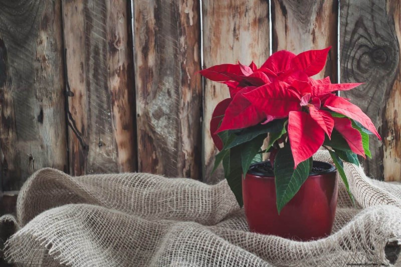 Poinsettia Display Secrets: Designer Tips for Festive Decor