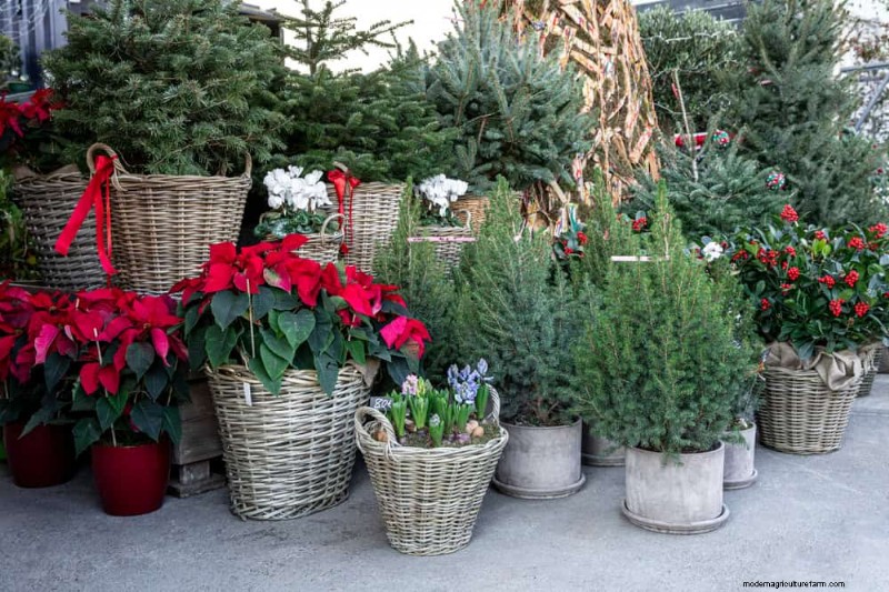 Poinsettia Display Secrets: Designer Tips for Festive Decor