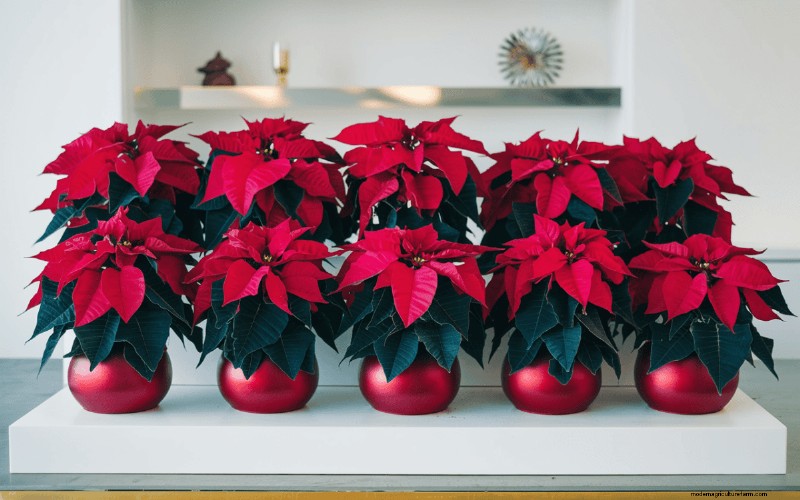 Poinsettia Display Secrets: Designer Tips for Festive Decor