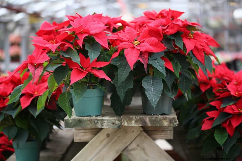 Poinsettia Display Secrets: Designer Tips for Festive Decor