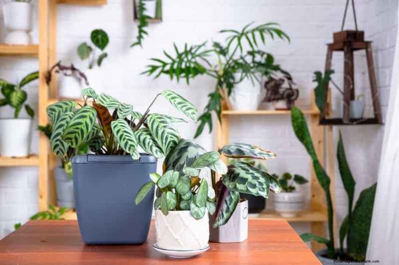 Protect Your Plants: 12 Expert Tips for Winter Care