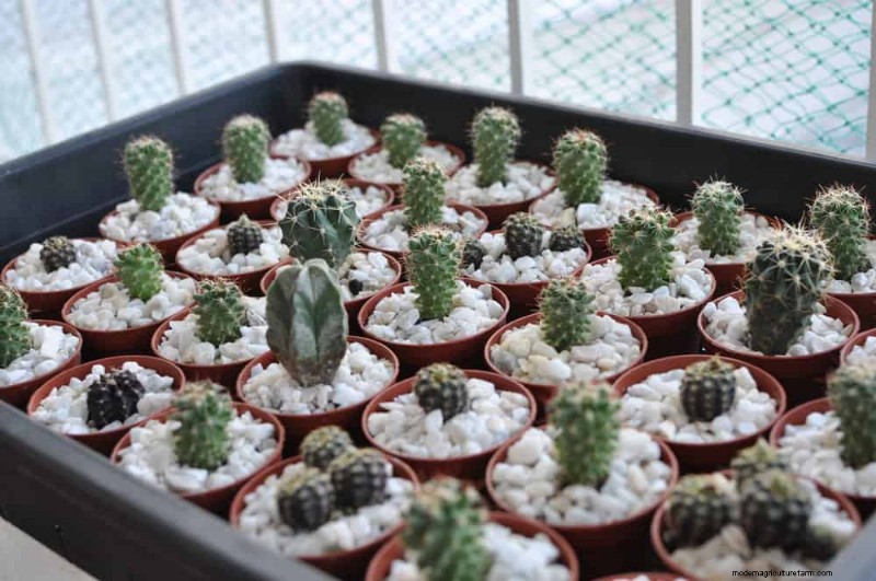 Protect Your Plants: 12 Expert Tips for Winter Care