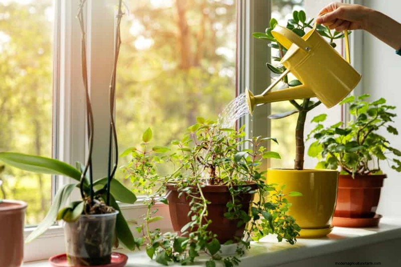 Protect Your Plants: 12 Expert Tips for Winter Care