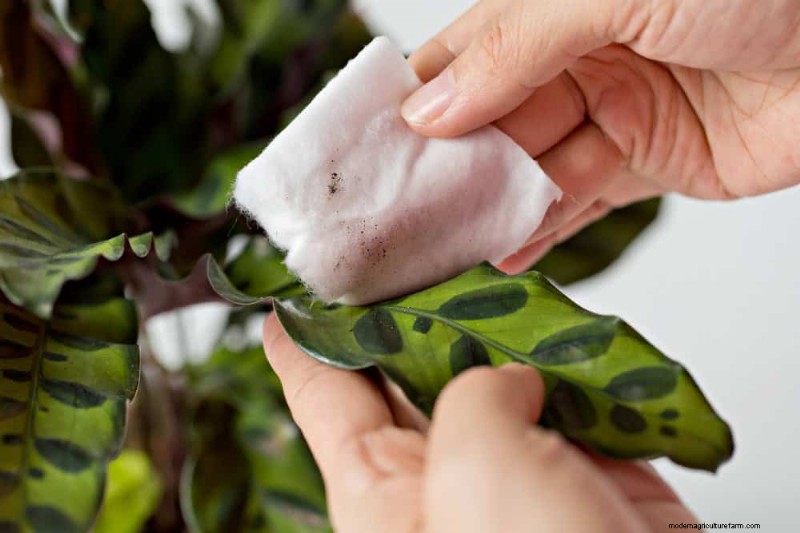 Protect Your Plants: 12 Expert Tips for Winter Care