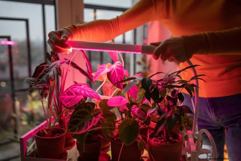 Protect Your Plants: 12 Expert Tips for Winter Care