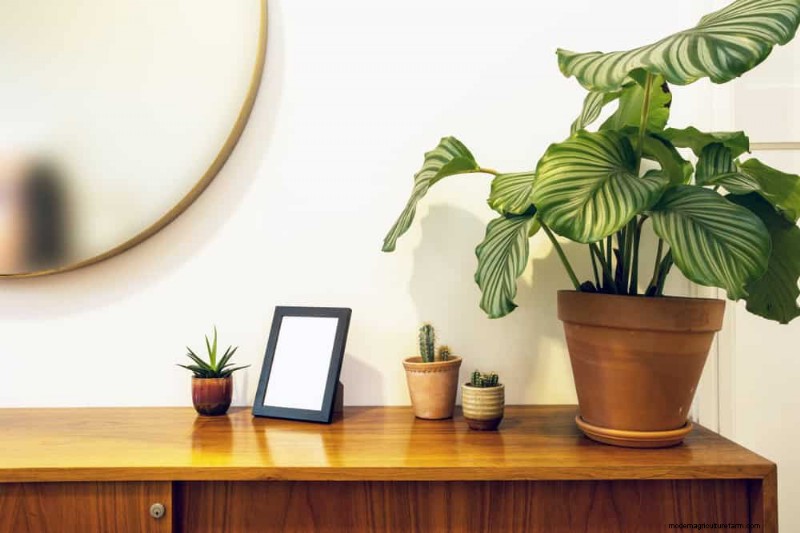 Protect Your Plants: 12 Expert Tips for Winter Care