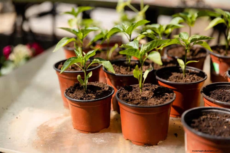 Protect Your Plants: 12 Expert Tips for Winter Care