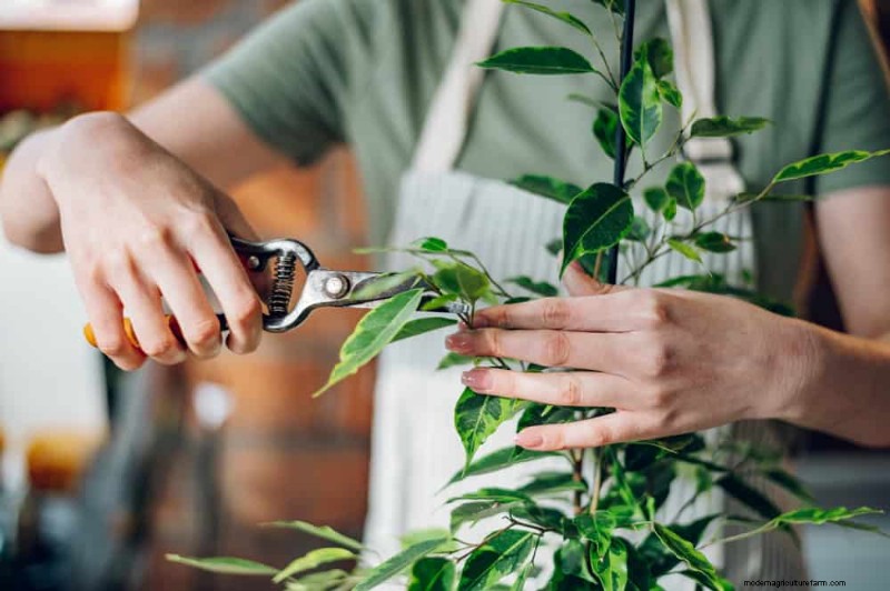 Protect Your Plants: 12 Expert Tips for Winter Care