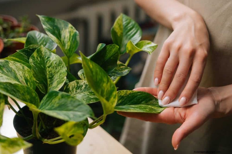 Protect Your Plants: 12 Expert Tips for Winter Care