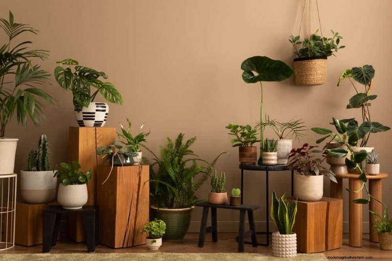 Essential Houseplant Care Tools: A Complete Guide for Thriving Plants