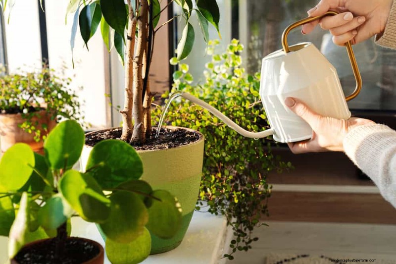 Essential Houseplant Care Tools: A Complete Guide for Thriving Plants