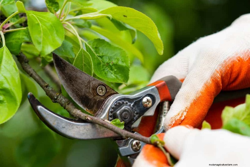 Essential Houseplant Care Tools: A Complete Guide for Thriving Plants