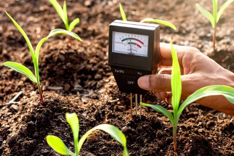 Essential Houseplant Care Tools: A Complete Guide for Thriving Plants