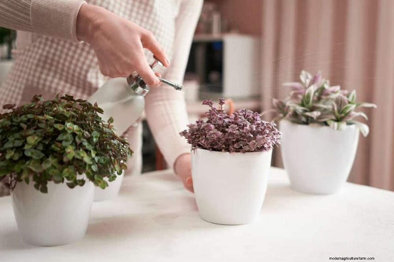 Essential Houseplant Care Tools: A Complete Guide for Thriving Plants