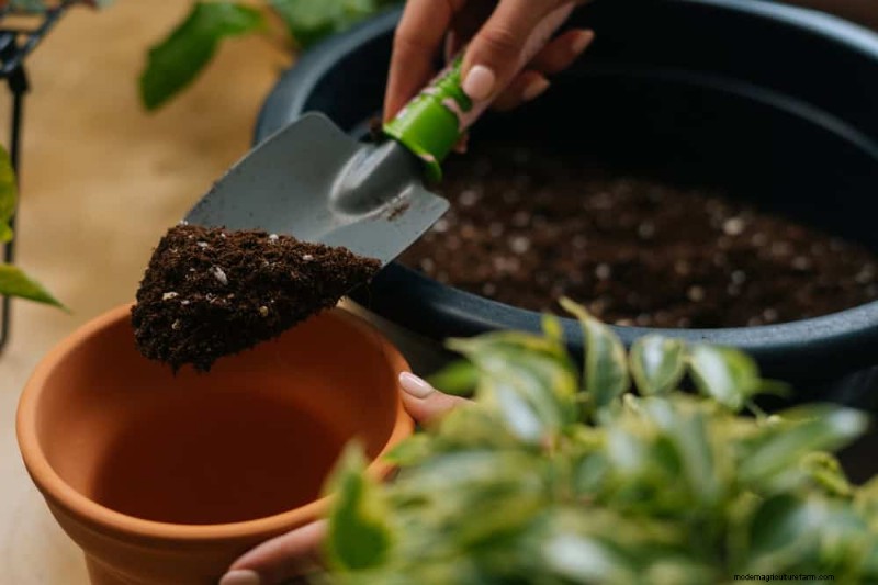 Essential Houseplant Care Tools: A Complete Guide for Thriving Plants