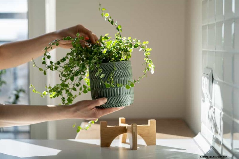 Essential Houseplant Care Tools: A Complete Guide for Thriving Plants
