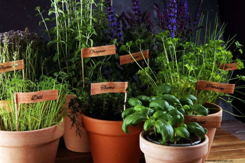 Essential Houseplant Care Tools: A Complete Guide for Thriving Plants