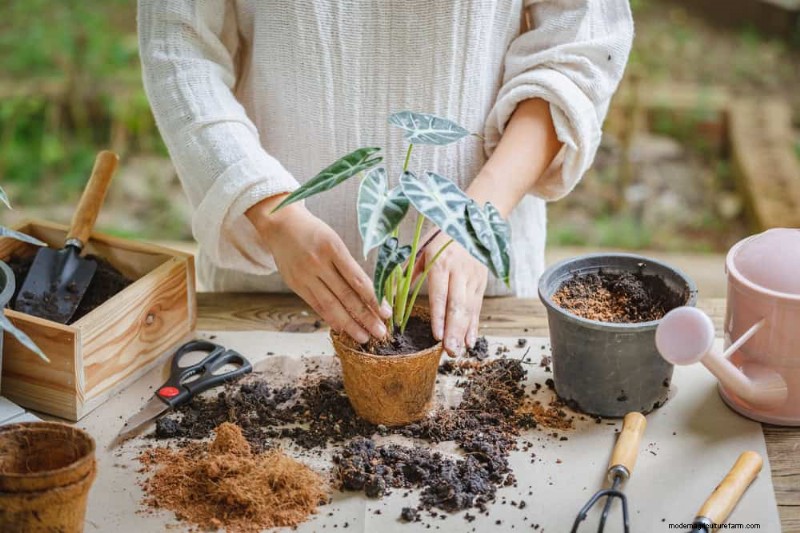 Essential Houseplant Care Tools: A Complete Guide for Thriving Plants