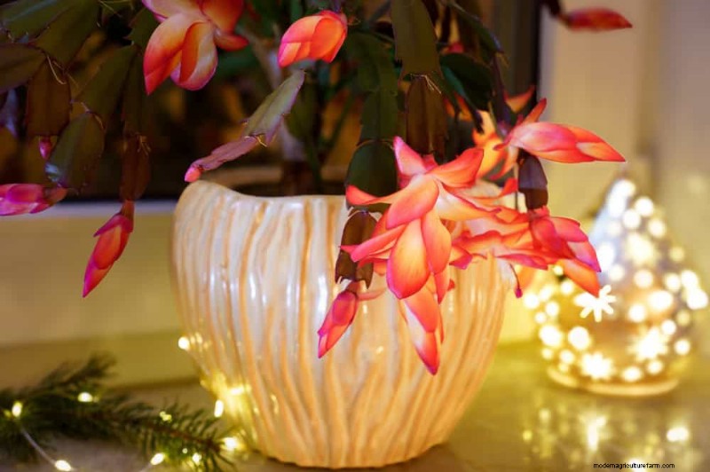 Christmas Cactus Care: Expert Tips for Continuous Blooms