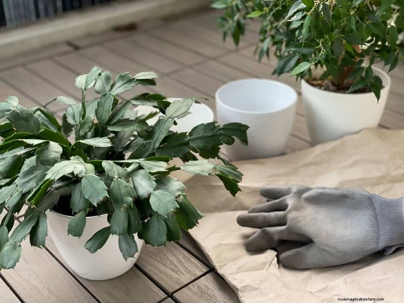 Christmas Cactus Care: Expert Tips for Continuous Blooms