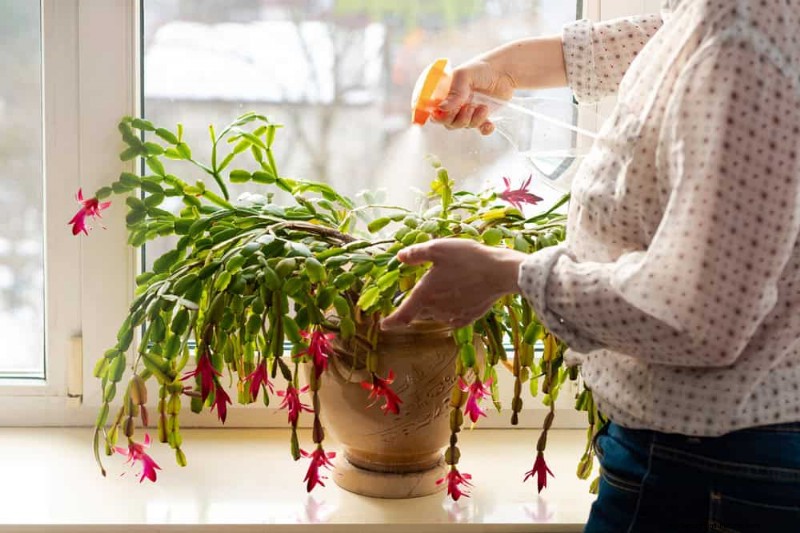 Christmas Cactus Care: Expert Tips for Continuous Blooms