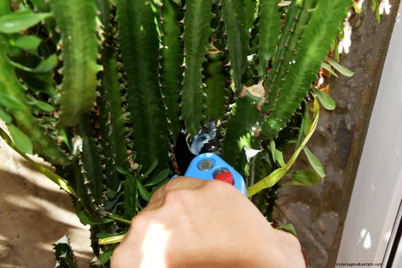 Christmas Cactus Care: Expert Tips for Continuous Blooms