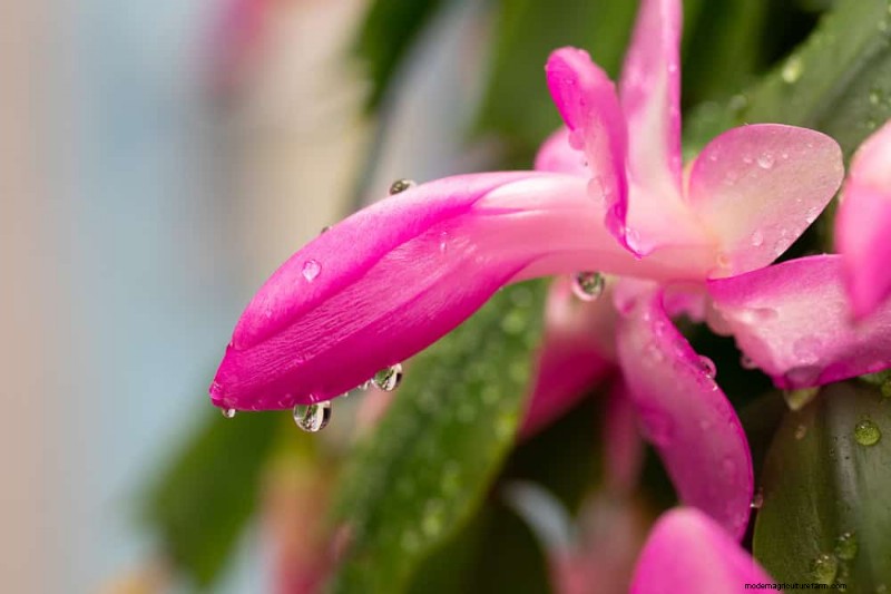 Christmas Cactus Care: Expert Tips for Continuous Blooms