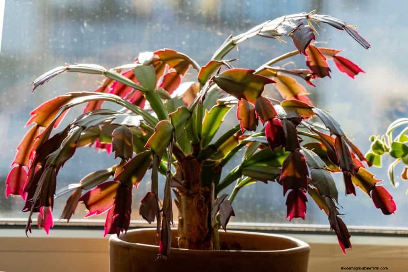Christmas Cactus Care: Expert Tips for Continuous Blooms
