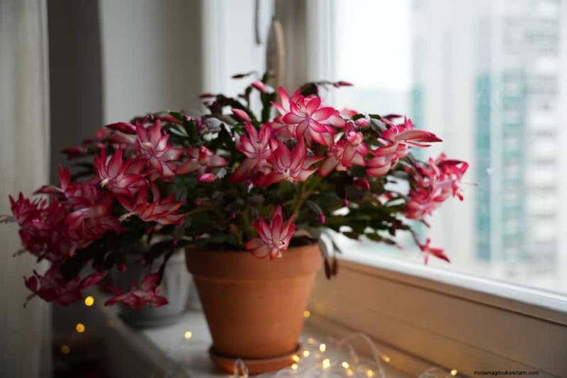 Christmas Cactus Care: Expert Tips for Continuous Blooms