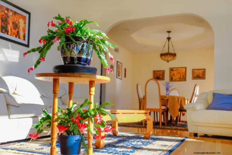 Christmas Cactus Care: Expert Tips for Continuous Blooms