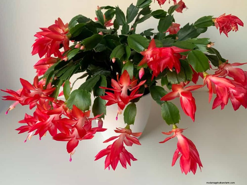 Christmas Cactus Care: Expert Tips for Continuous Blooms