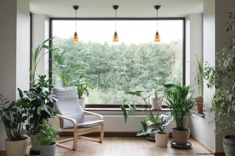 Winter Care for Floor Plants: 11 Proven Tips for Thriving Foliage