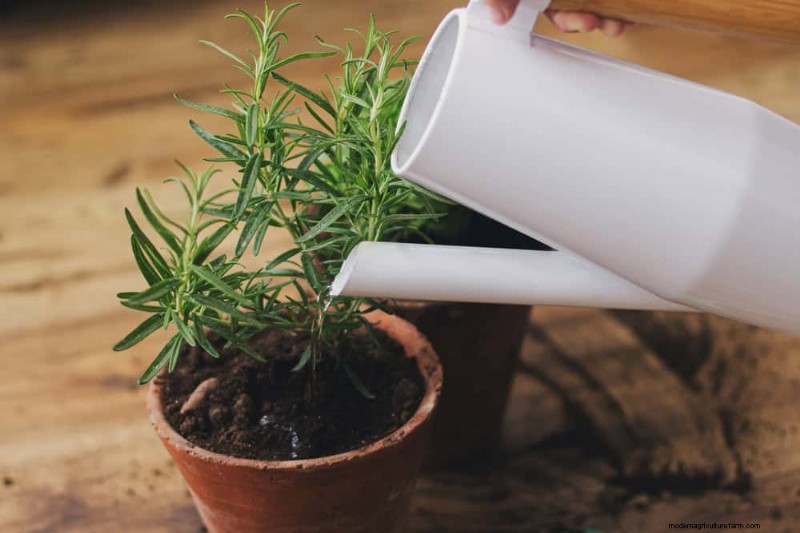 Winter Care for Floor Plants: 11 Proven Tips for Thriving Foliage