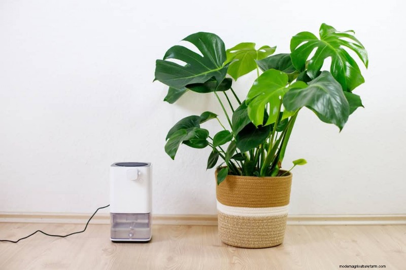 Winter Care for Floor Plants: 11 Proven Tips for Thriving Foliage
