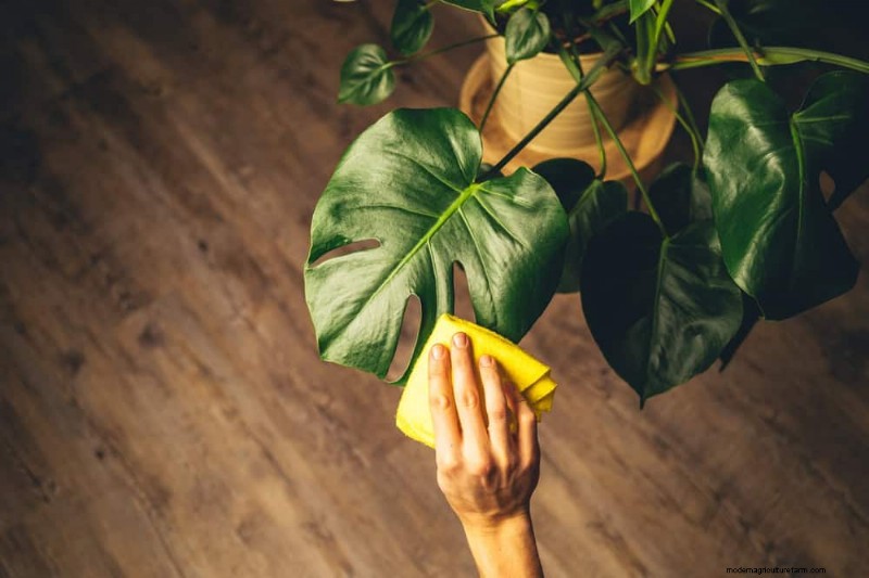 Winter Care for Floor Plants: 11 Proven Tips for Thriving Foliage